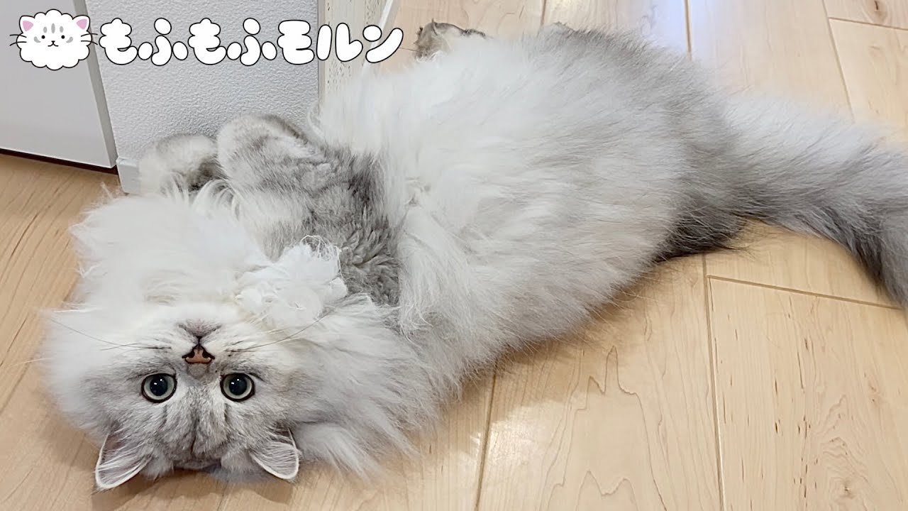 夏の風物詩？猫のヘソ天特集 【サイベリアン】