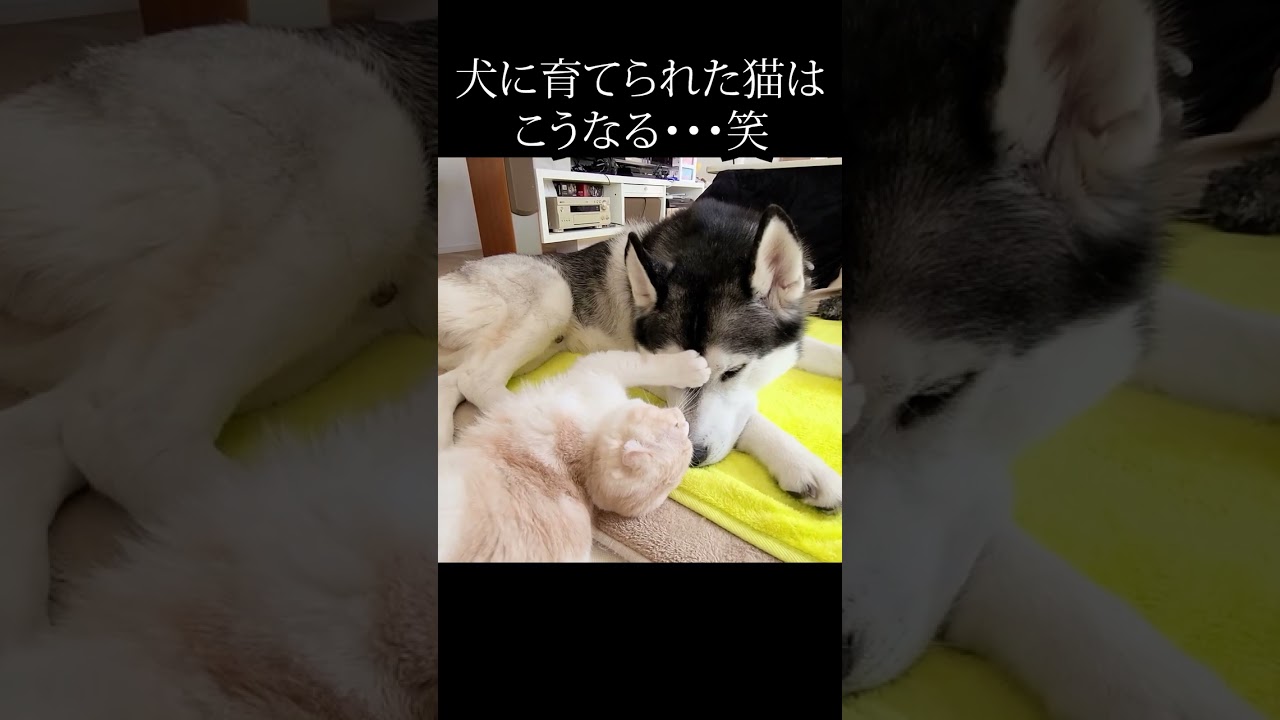 どうしても犬をナデナデしたい子猫がかわいい...#shorts