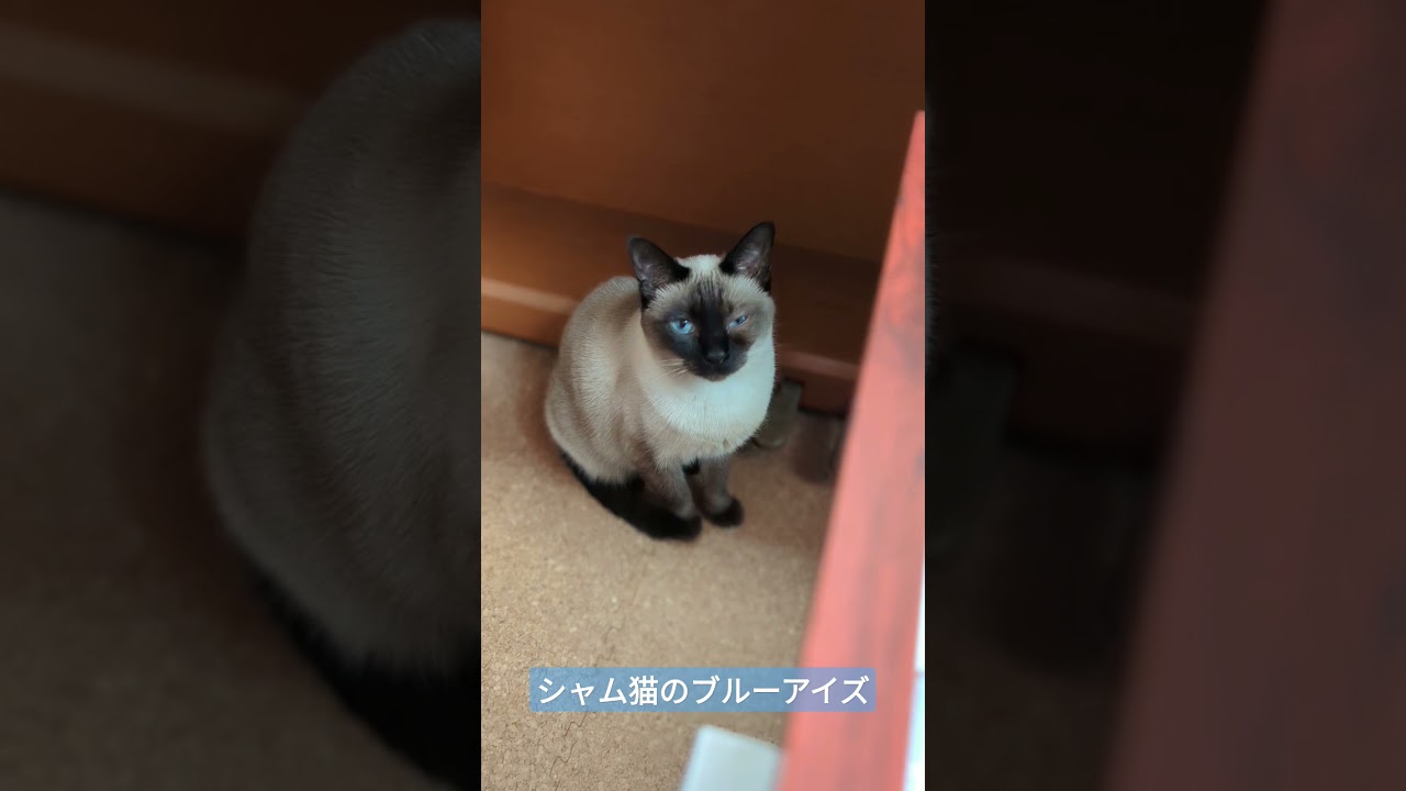 シャム猫のブルーアイズ🐈 - cats eyes with blue - #shorts