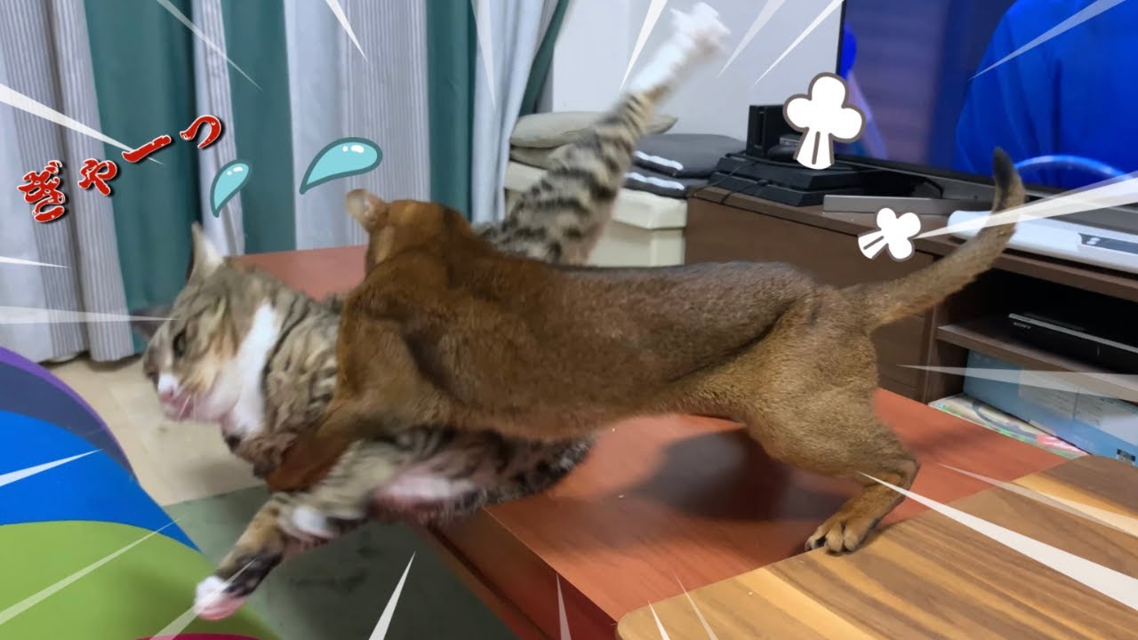 飛び掛かるタイミングを狙うアビシニアン