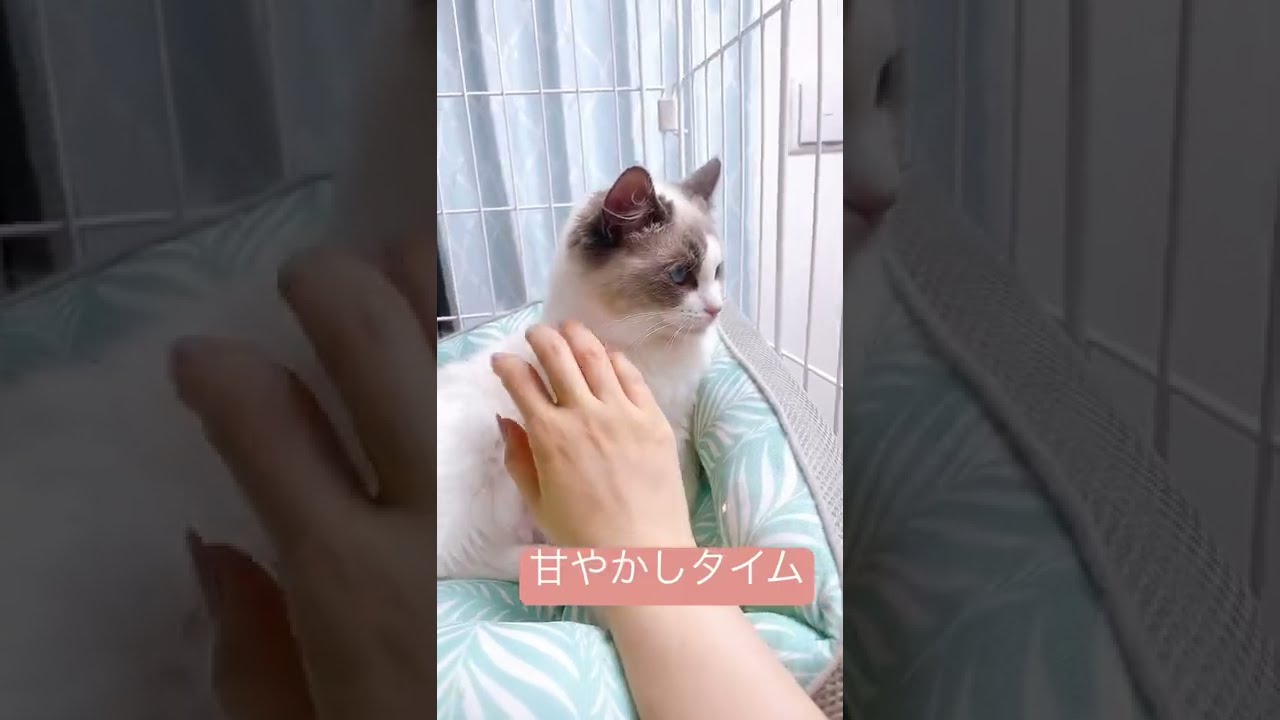 撫でられて眠そうな顔をするラグドールの子猫🐈