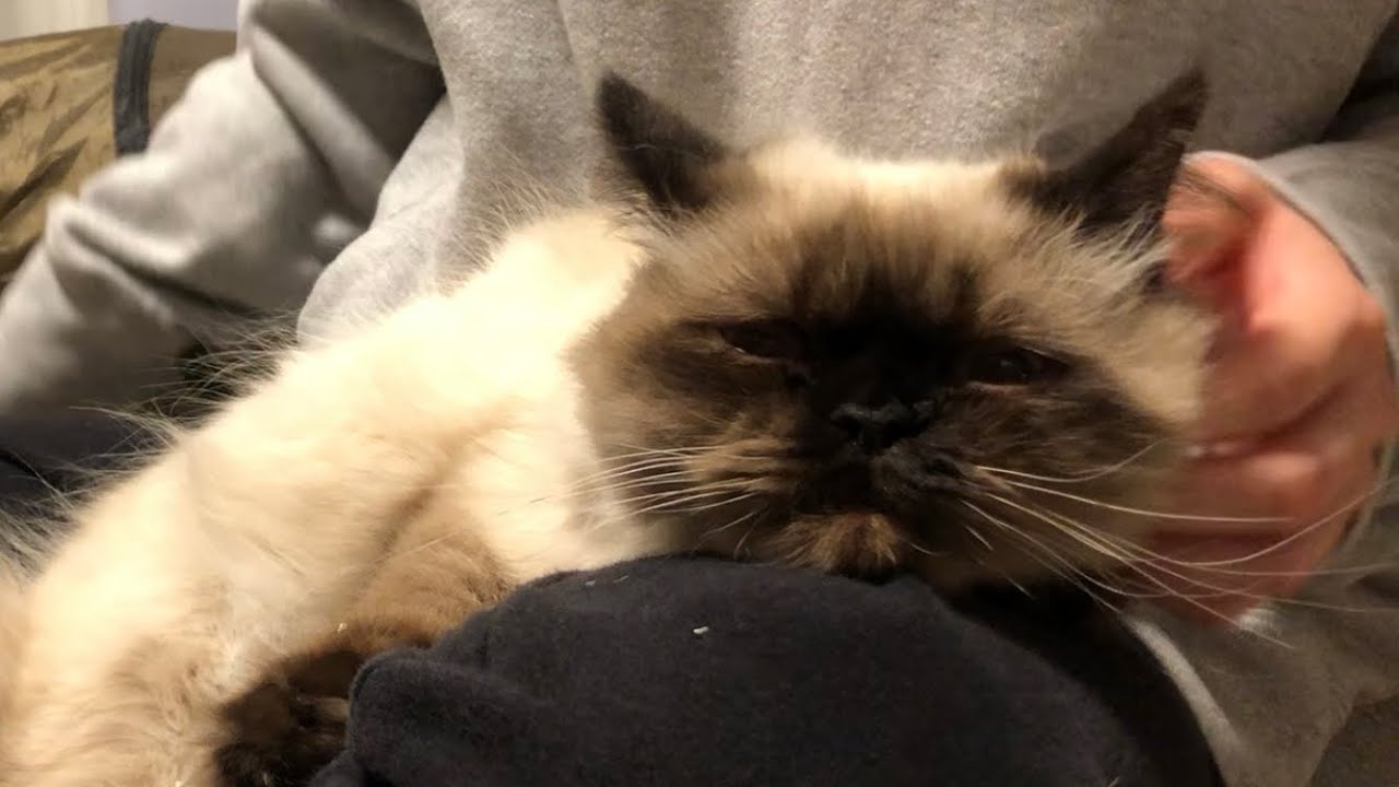 【ヒマラヤン】のんびり爪切りします【おうちサロン】