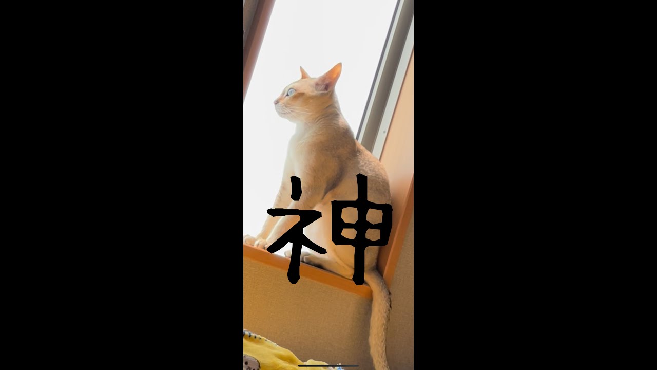 [シンガプーラ] 神々しい猫様🐈✨