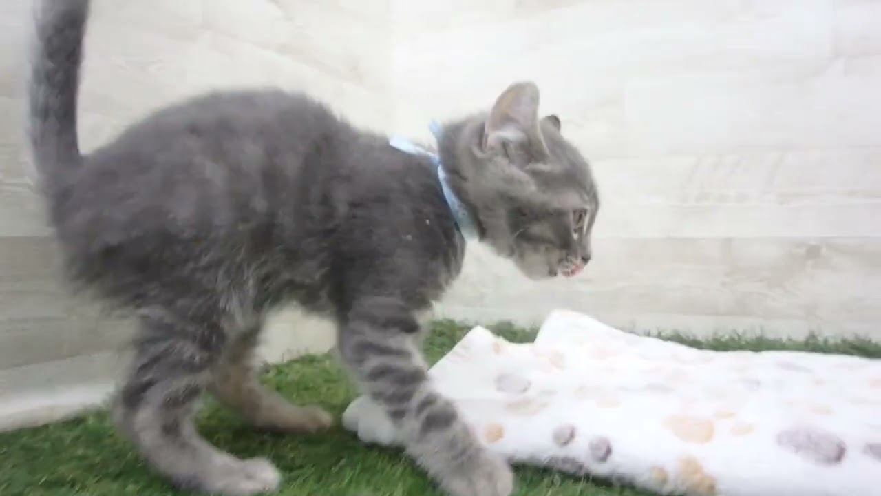 00601621 アメリカンカール