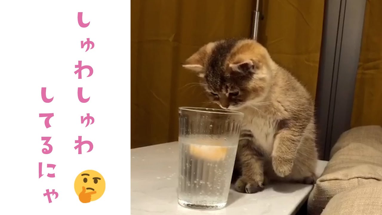 初めての炭酸水に驚く子猫ちゃん