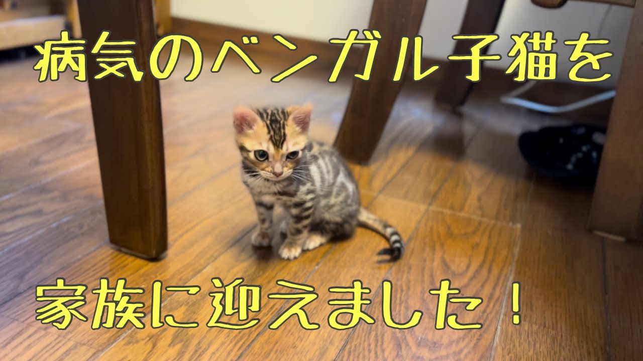 ＃ベンガル子猫＃漏斗胸　　　　　　　　病気のベンガル子猫を家族に迎えました！