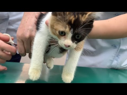 [保護子猫]保護して6日目に3回目の病院に行きました。黒猫ボンベイBlack bombay cat