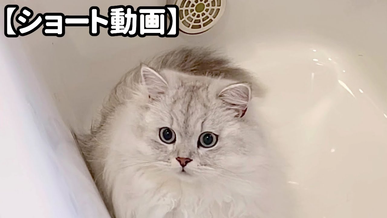 お風呂の排水溝にイタズラする猫 【サイベリアン】 #Shorts
