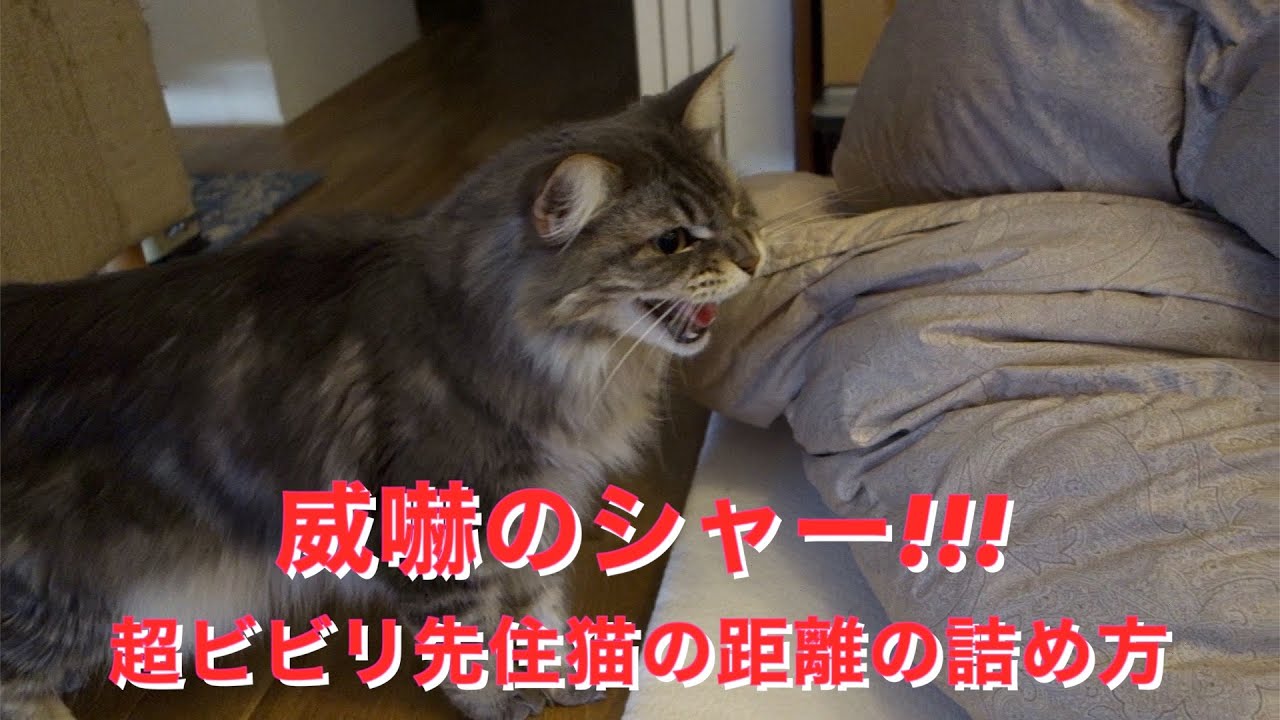 【メインクーン】威嚇のシャー！！！【超ビビリ先住猫の距離の詰め方】