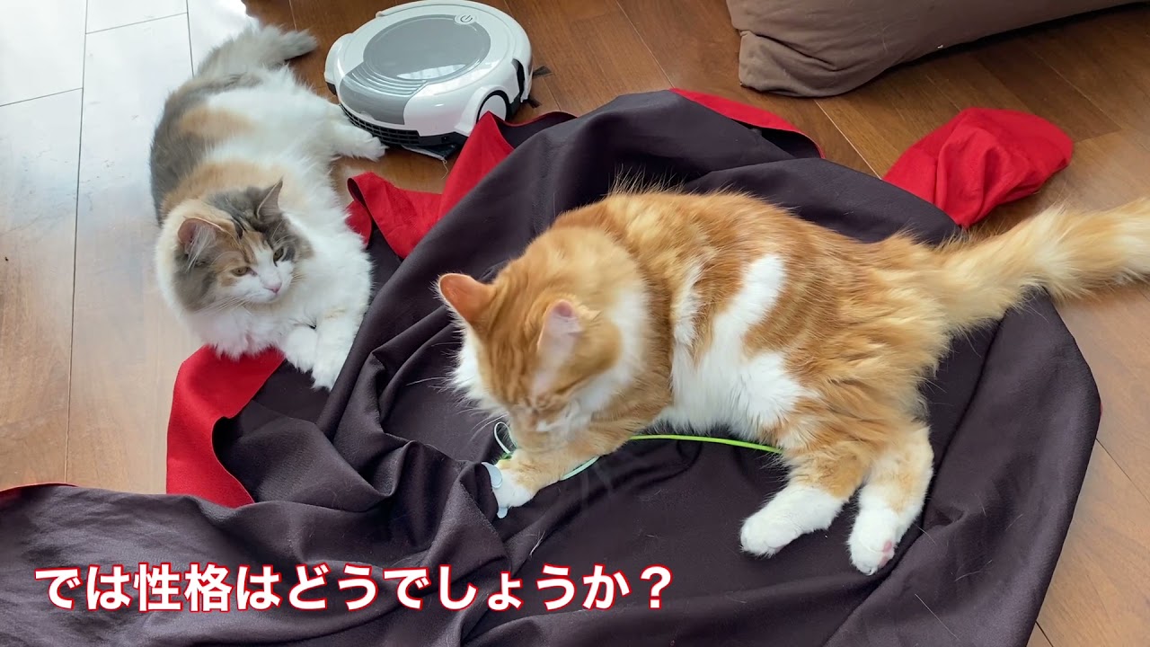 似てるけど違う？メインクーンとノルウェージャンフォレストキャットの見分け方はここ^ ^【everycat/ビダンあそぼ】