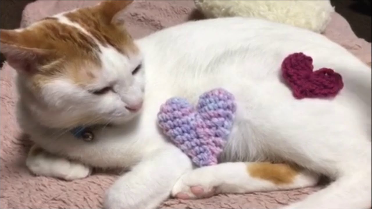 【anicas】むぎ / 日本猫