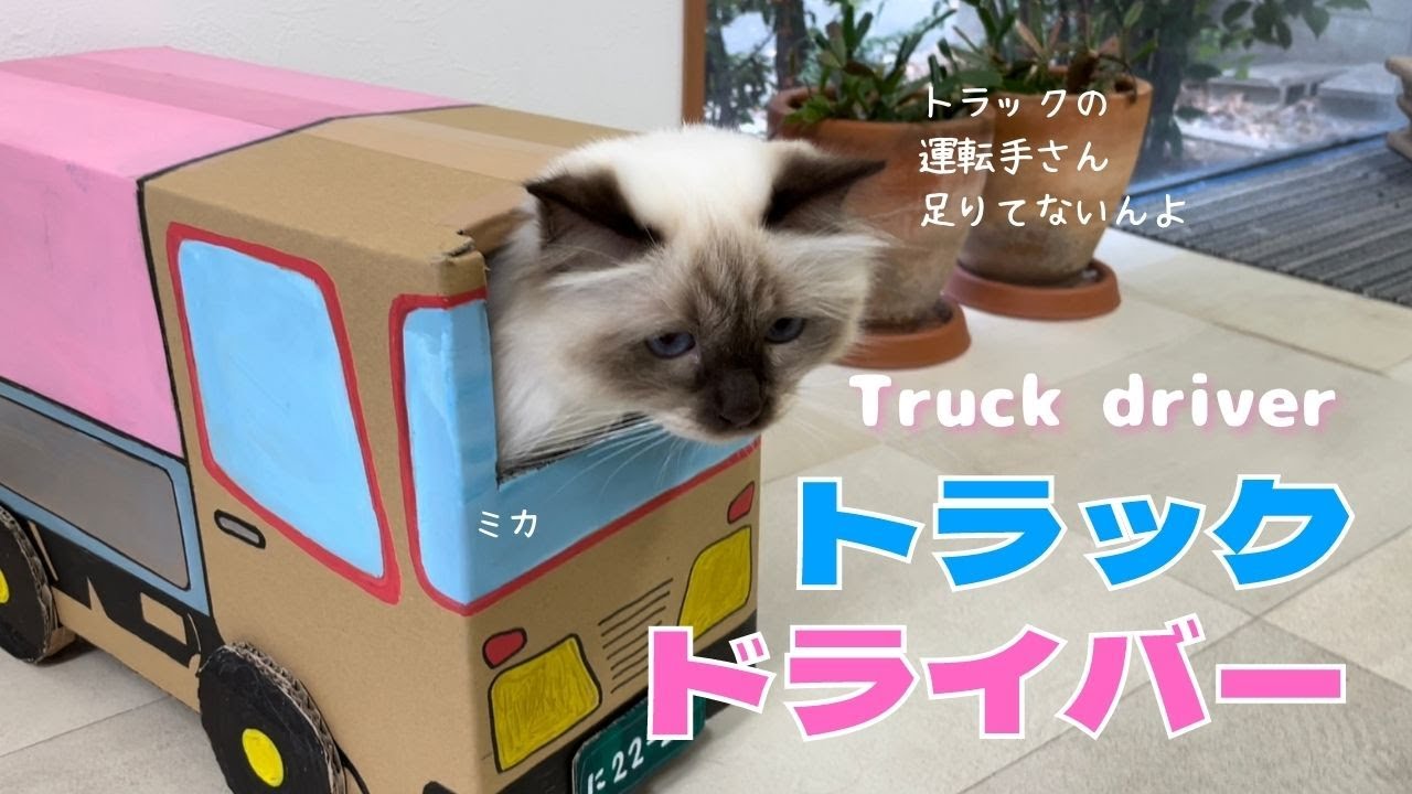 運転手はバーマン猫のミカ【トラックドライバー】Truck driver（バーマン猫）Birman/Cat