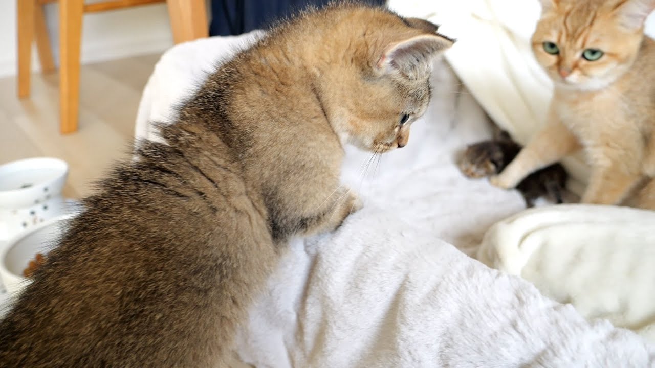 Mother cat and sister cat rush when baby kitten meows