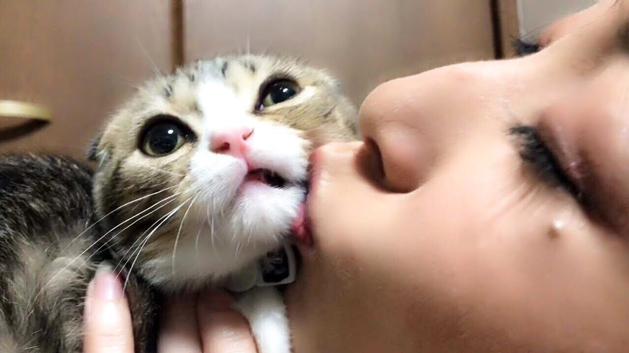 ネコにキスしすぎるとこうなる【スコティッシュフォールド】【Scottish Fold】
