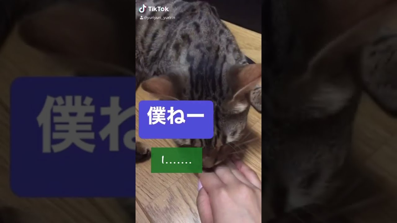 【譲れないものがあるベンガル猫】我が家の猫あるある
