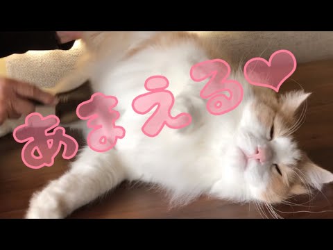 【甘えん坊】ばあばに甘えるノルウェージャンフォレストキャット❤️