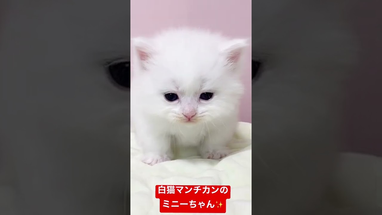 緊張気味な白猫マンチカンちゃん😍