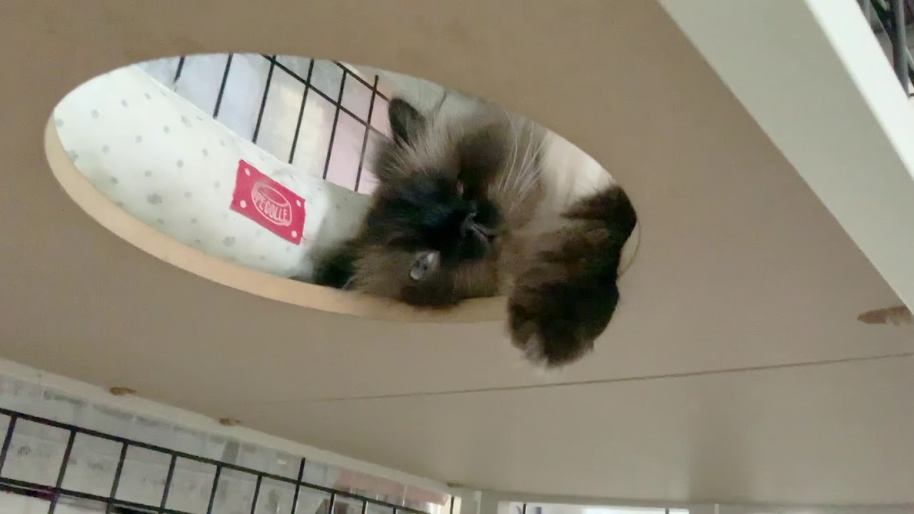 下からヒマラヤン