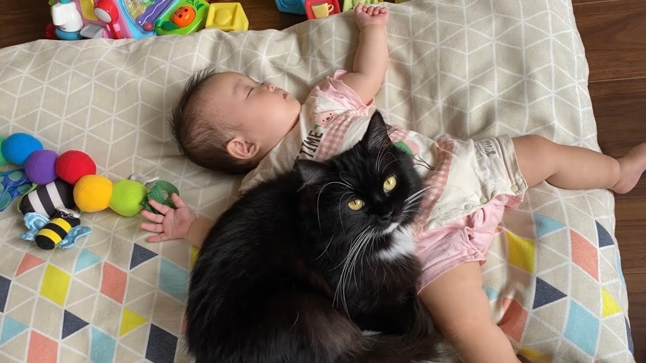 赤ちゃんの触り方に指導が始まった猫　ノルウェージャンフォレストキャットA cat teaching a baby how to touch it. Norwegian Forest Cat.