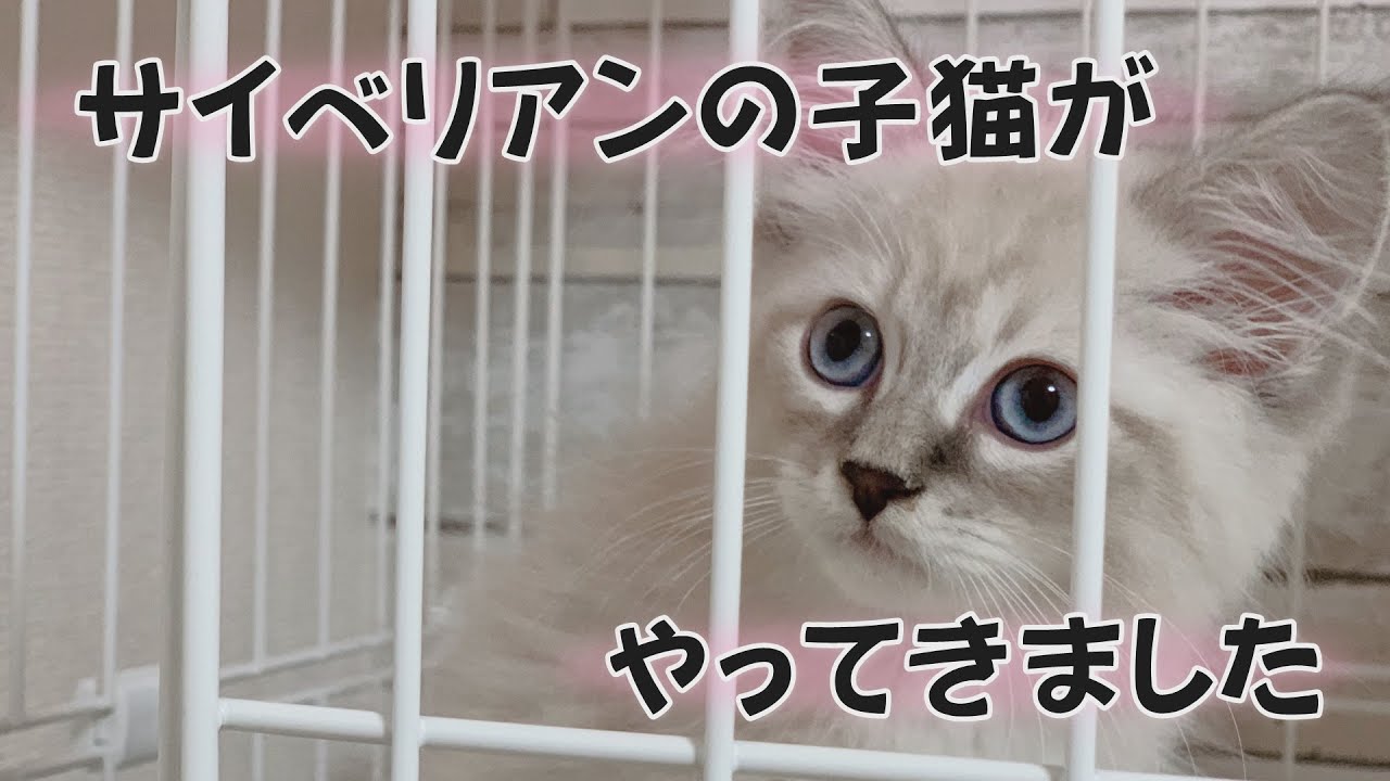 サイベリアンの子猫がおうちにやってきた！【ネヴァマスカレード】