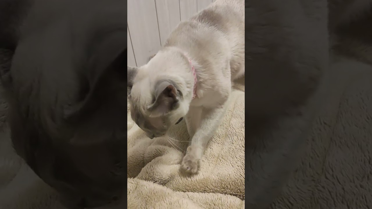 【シャム猫】眠たいけど、一人で寝れないの