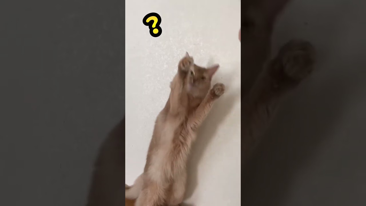 遊び方の癖が強い【strange way to play】#猫 #ソマリ #shorts