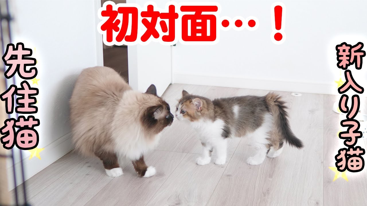 ラグドール猫と子猫を初対面させたら予想外の出来事が…