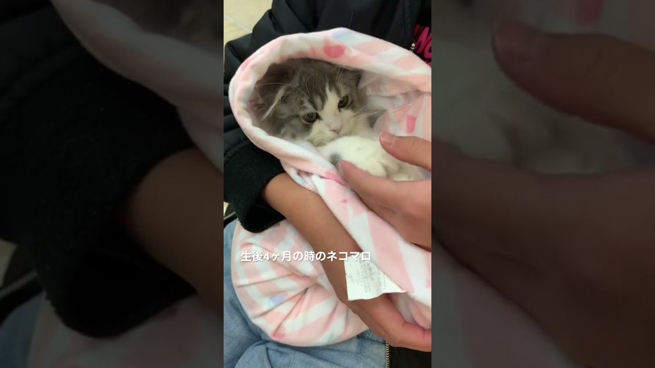 4ヶ月の子猫 #スコティッシュフォールド #子猫#長毛猫 #ねこ #ねこすたぐらむ #猫