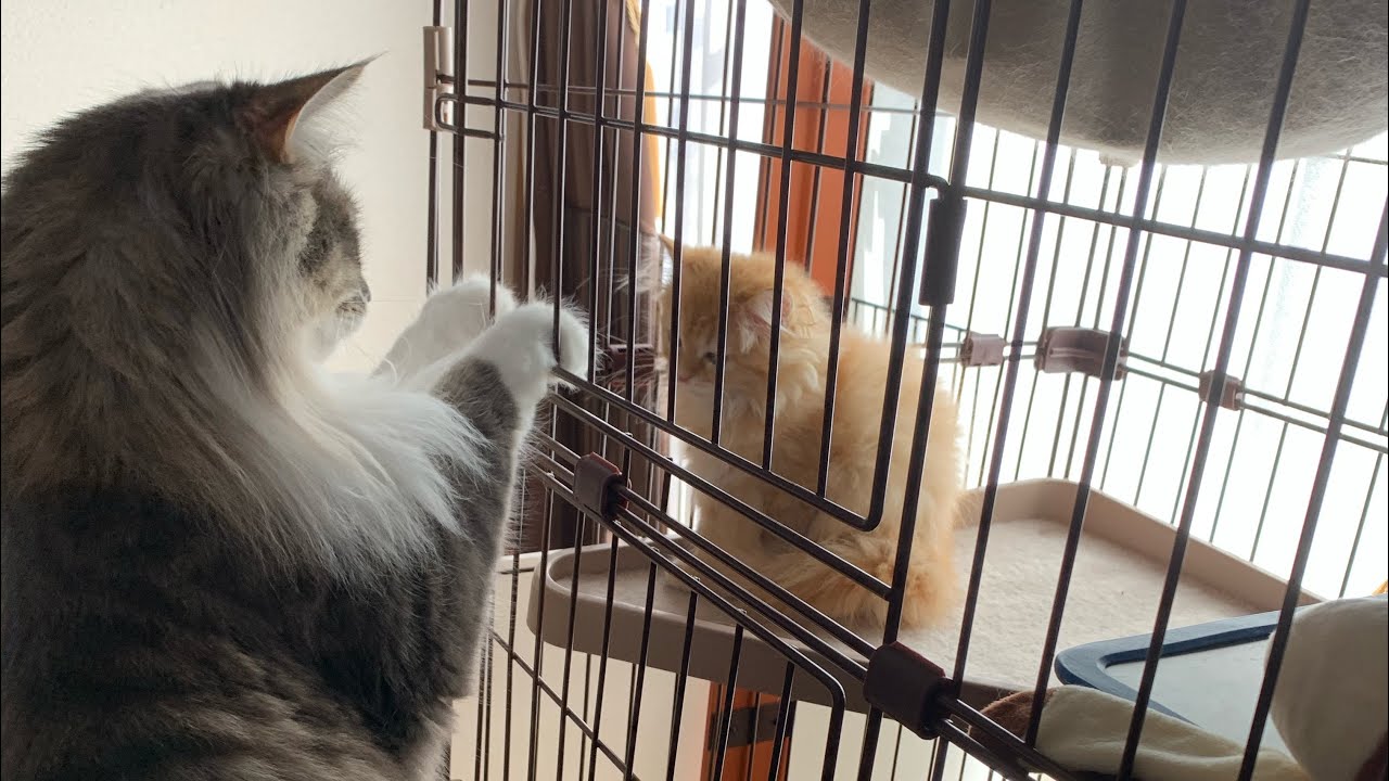 猫とのお戯れ時間　　　ノルウェージャンフォレストキャット　ラガマフィン