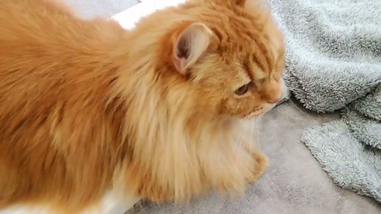[スコティッシュフォールド]猫のみーちゃんです。