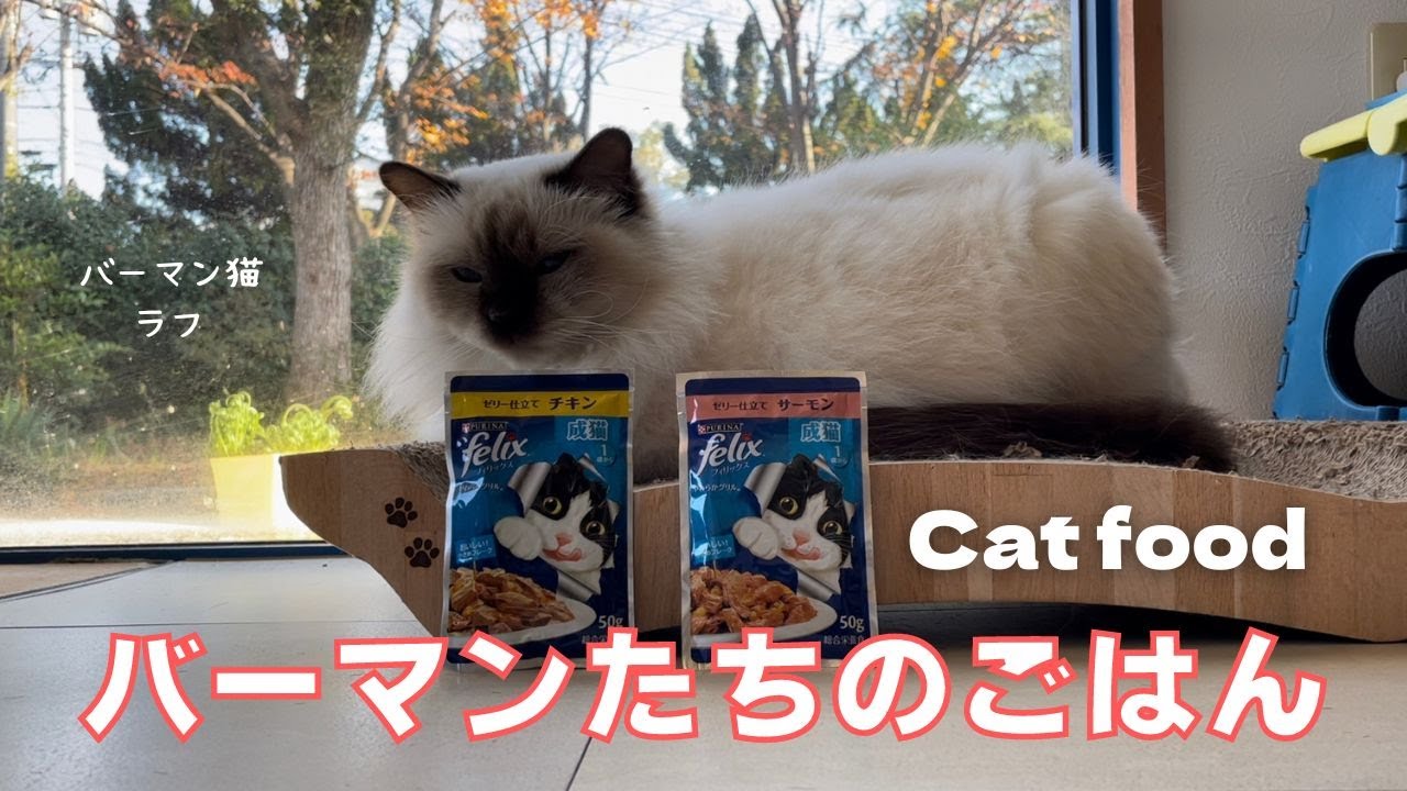 ウチらが食べてるもの紹介するニャ【バーマンたちのごはん】Cat food（バーマン猫）Birman/Cat
