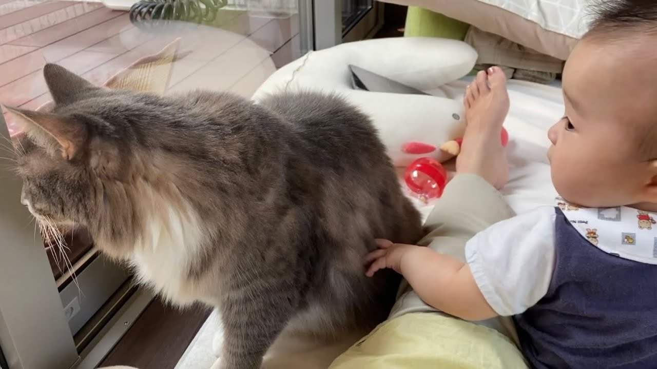 赤ちゃんとママの間に入る猫　ノルウェージャンフォレストキャット　ラガマフィンcat that comes between a baby and a mom. Norwegian.Ragamuffin.