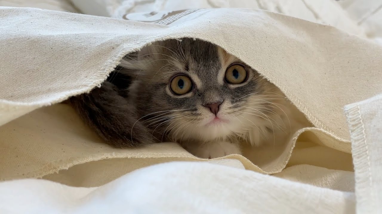 袋に入る子猫が可愛い！【アメリカンカール】