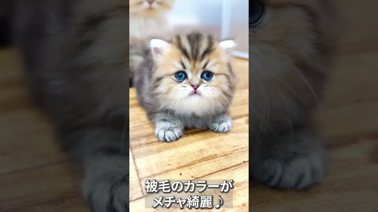 【子猫の成長記録】#shorts #ミヌエット #マンチカン #子猫