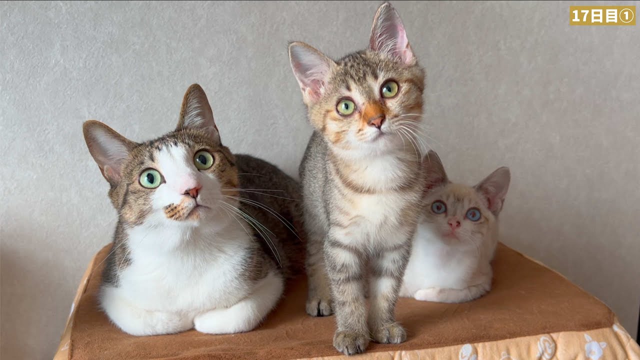 ルノが子猫と完全に馴染んでる件について【段ボール箱に捨てられてた子猫との生活17日目①】