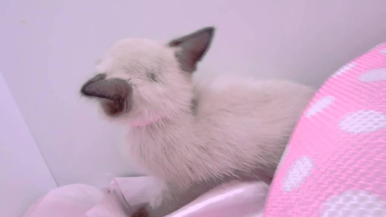 289234 トンキニーズ