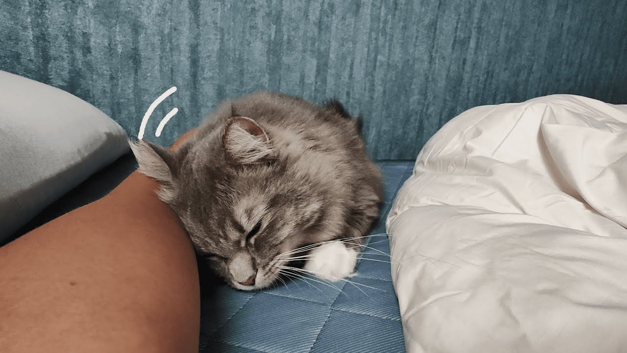 甘えたくてベッドまで来て頭をグリグリ押し付けてくる猫がかわいすぎた【サイベリアンのラフィ#241】