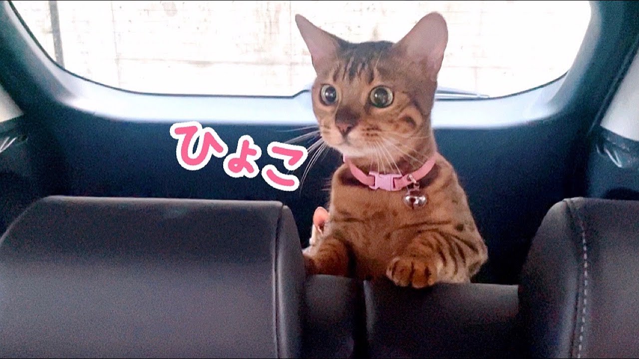 血液検査結果を車内でお利口さんに待機する美人母娘猫