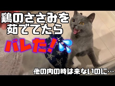 【シャルトリュー】猫って鼻よすぎん？