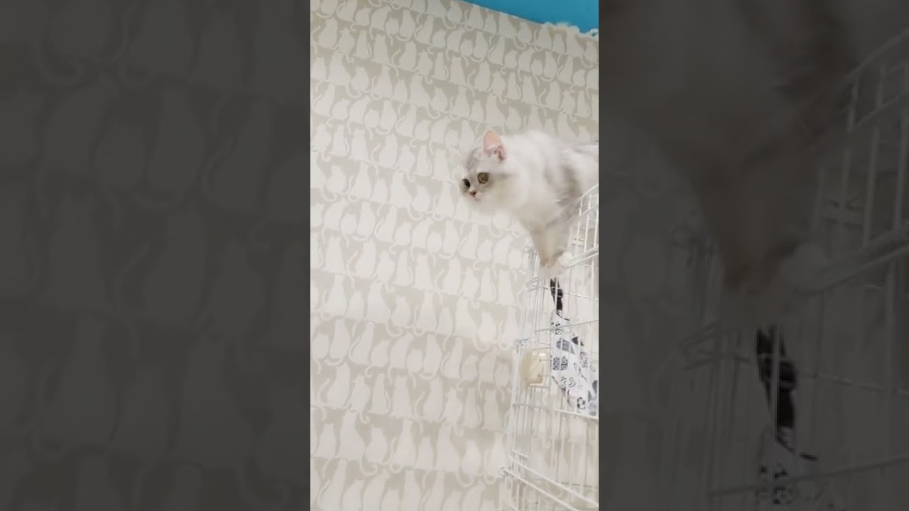 大ジャンプにゃんこ #ラガマフィン #ねこ動画