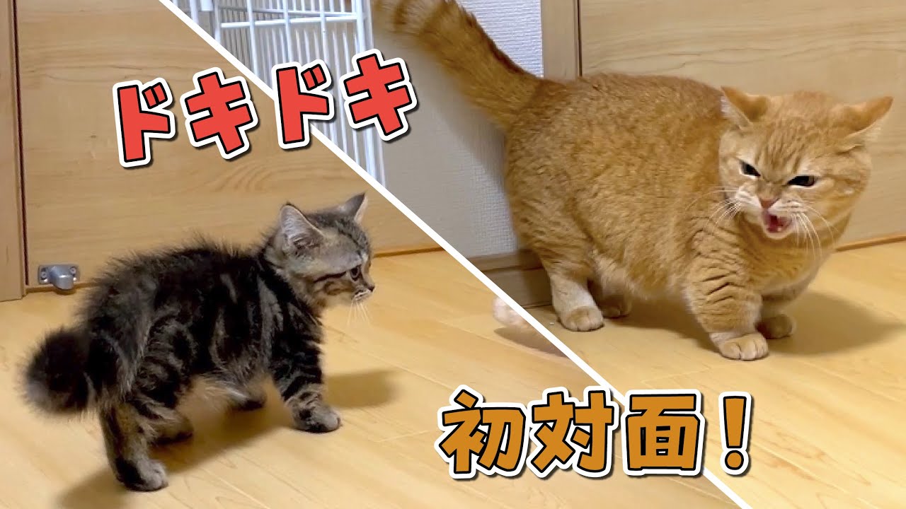猫見知りな先住猫と元気いっぱいな子猫がついに初対面しました！