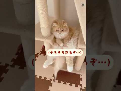 中におっさんが入っているスコティッシュフォールドのくつろぎ方が可愛いｗ　#shorts