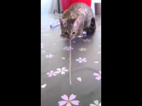 オシキャット