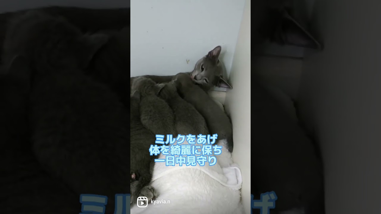 ママに感謝🐈‍⬛💗　#ロシアンブルー #russianblue  #子猫 #ママ