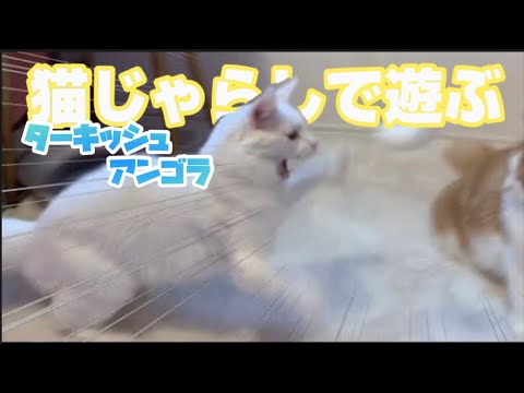 【ワイルド】猫じゃらしで遊ぶターキッシュアンゴラが機敏すぎたw