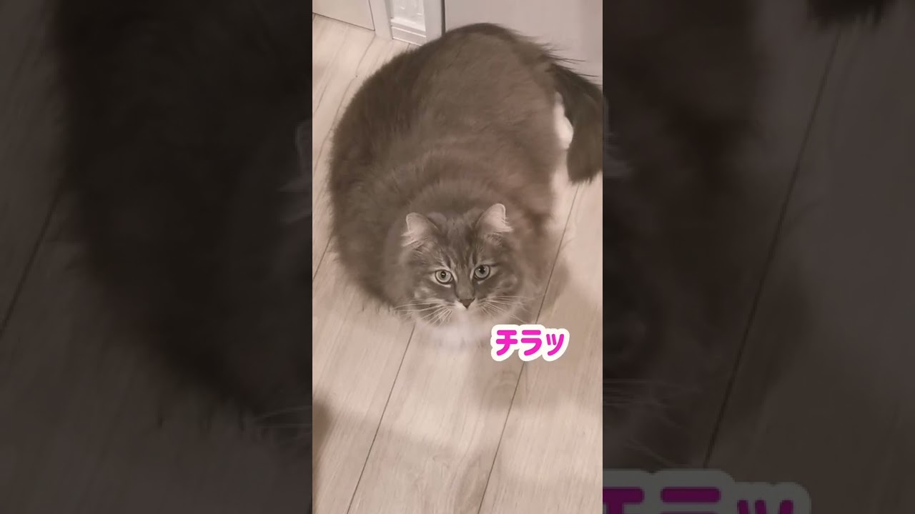 サイベリアン猫の背中がでかすぎる件【サイベリアンのラフィ】#shorts