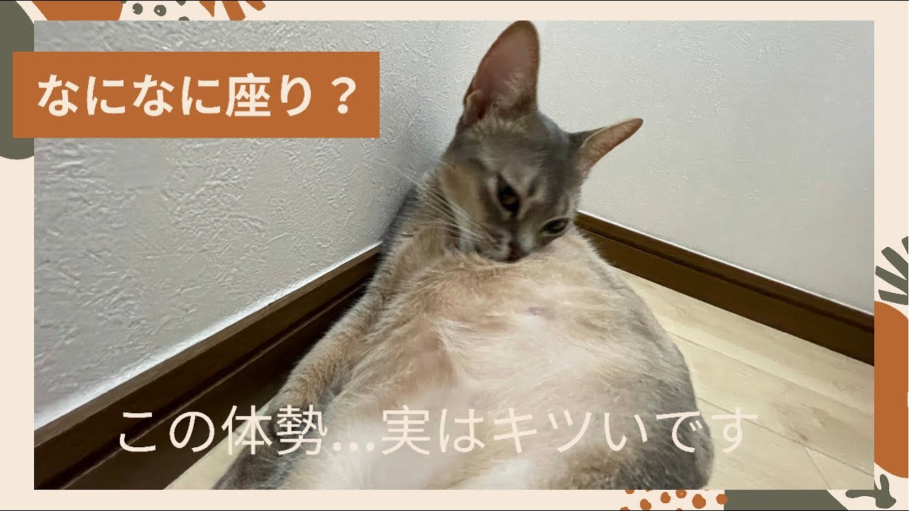【スコ座り】ズボラ猫のルーティン（ベンガル猫とアビシニアン）Aunt Sitting Cat #shorts