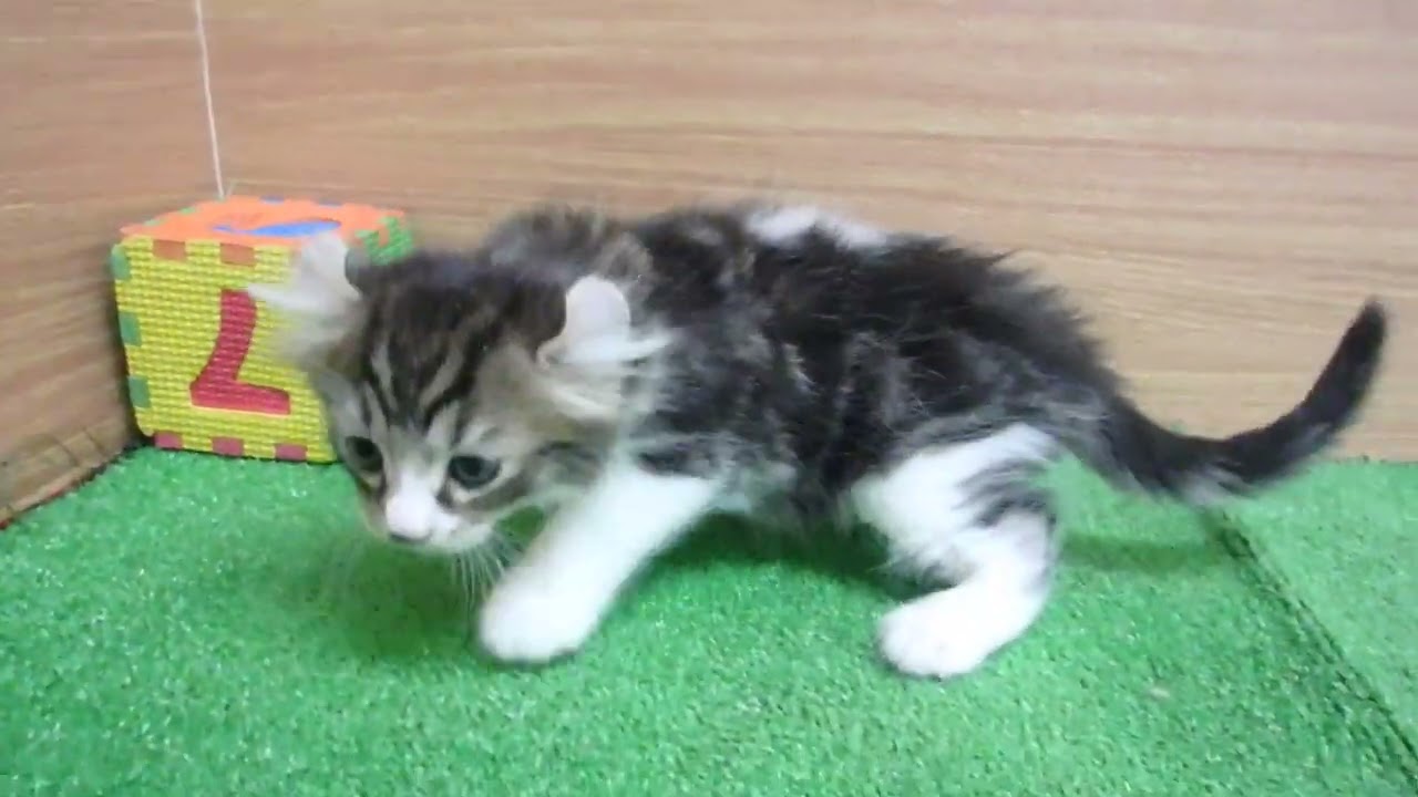 00582519 アメリカンカール