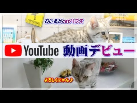 【YouTubeデビュー】猫動画 オシキャット キキ・ベンガル猫 レオンよろしくね♪【短い動画】ワイルドキャットハウス