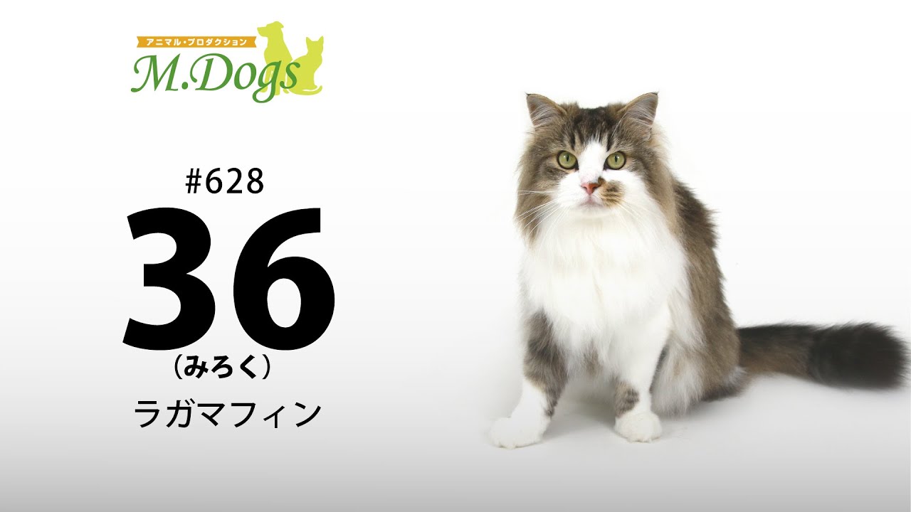 ペットモデル#628 ラガマフィン「36(みろく)」